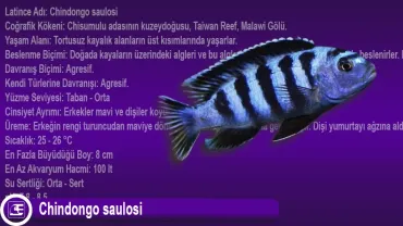 Chindongo Saulosi