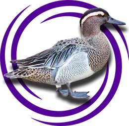 Çıkrıkçın Ördeği (Anas querquedula)