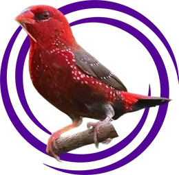 Çilek İspinozu (Hypargos Niveoguttatus)