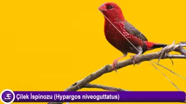 Çilek İspinozu (Hypargos Niveoguttatus)
