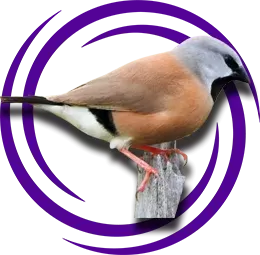 Çim İspinozu (Passer montanus)