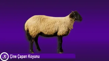 Çine Çaparı Koyunu