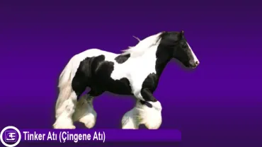 Tinker Atı (Çingene Atı)