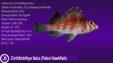 Cirrhitichthys falco (Falco Hawkfish)