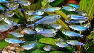 Cochu Mavi Tetra (Boehlkea fredcochui)