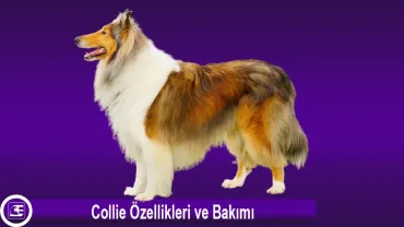 Uzun Tüylü Collie