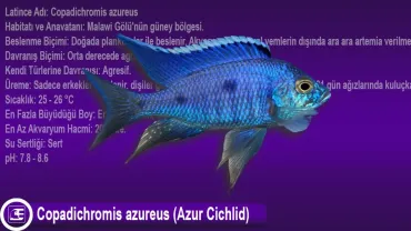 Copadichromis azureus (Azur Cichlid)