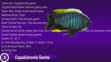 Copadichromis Geertsi