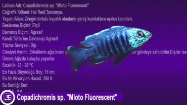 Copadichromis sp. Mloto Fluorescent