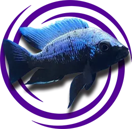 Copadichromis trewavasae