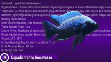 Copadichromis trewavasae