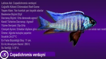 Copadichromis Verduyni