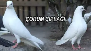 Çorum Çıplağı