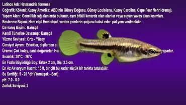 Cüce Canlı Doğuran (Heterandria Formosa)