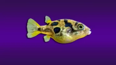 Carinotetraodon travancoricus (Cüce Puffer)