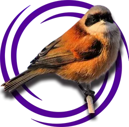 Çulha Kuşu (Remiz)