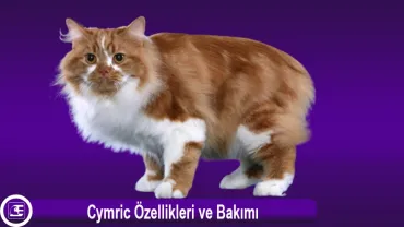 Cymric