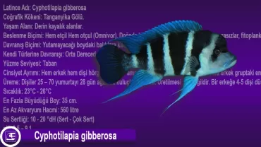 Cyphotilapia gibberosa