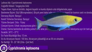 Cyprichromis Leptosoma