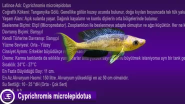 Cyprichromis Microlepidotus