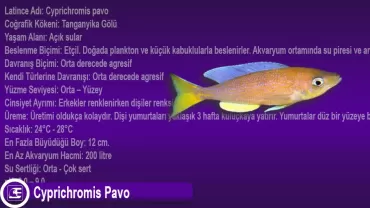 Cyprichromis Pavo