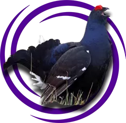 Kafkas kara orman tavuğu