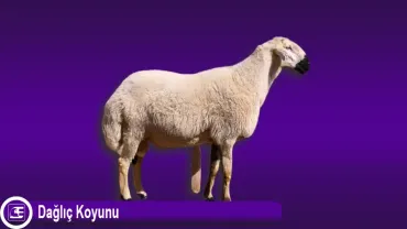 Dağlıç Koyunu