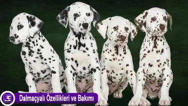 Dalmaçyalı (Dalmatian)