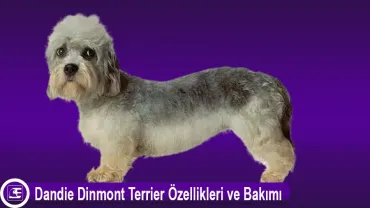 Dandie Dinmont Terrier