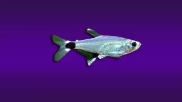 Aphyocharax paraguayensis (Panda Tetra)