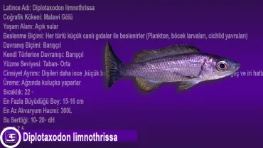 Diplotaxodon limnothrissa