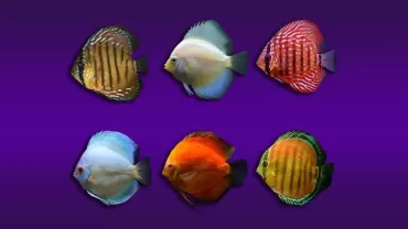 Discus (Symphsodon aequifasciatus)