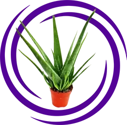 Aloe barbadensis miller (Aloe vera)