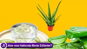 Aloe barbadensis miller (Aloe vera)