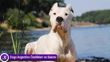 Dogo Argentino