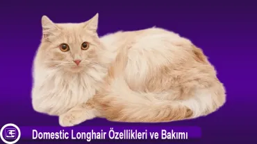 Domestic Longhair