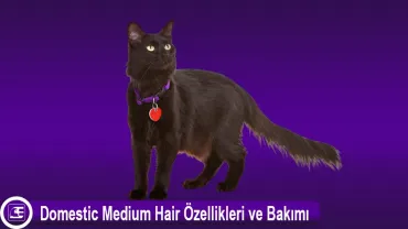 Domestic Medium Hair