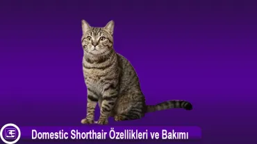 Domestic Shorthair