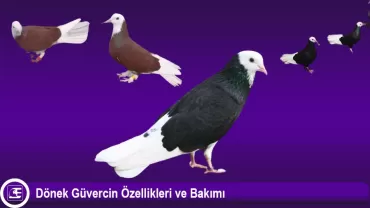 Dönek Güvercini