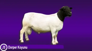 Dorper Koyunu