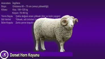Dorset Horn Koyunu