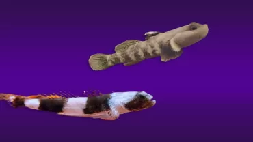 Dragon Goby (Gobioides broussonnetii)