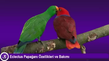 Eklektus Papağanı (Eclectus roratus)