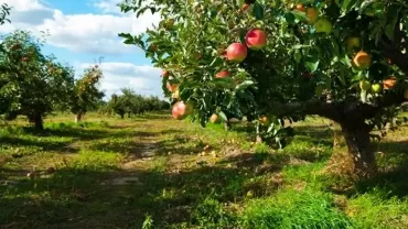 Malus domestica (Elma Ağacı)