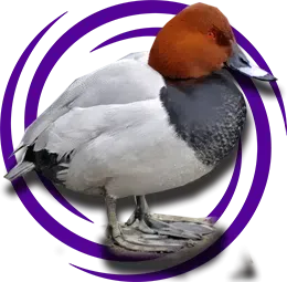 Elmabaş patka (Aythya ferina)