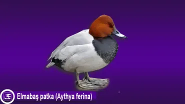 Elmabaş patka (Aythya ferina)