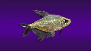 Elmas Tetra (Moenkhausia pittieri)