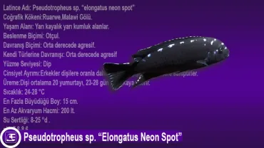 Pseudotropheus sp. (Elongatus Neon Spot)