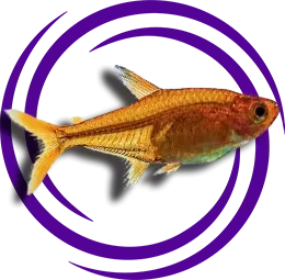 Hyphessobrycon amandae (Ember Tetra)