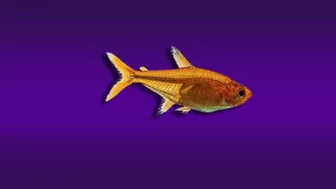 Hyphessobrycon amandae (Ember Tetra)